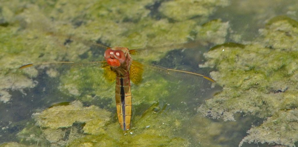 Crocothemis erythraea  femmina androcroma